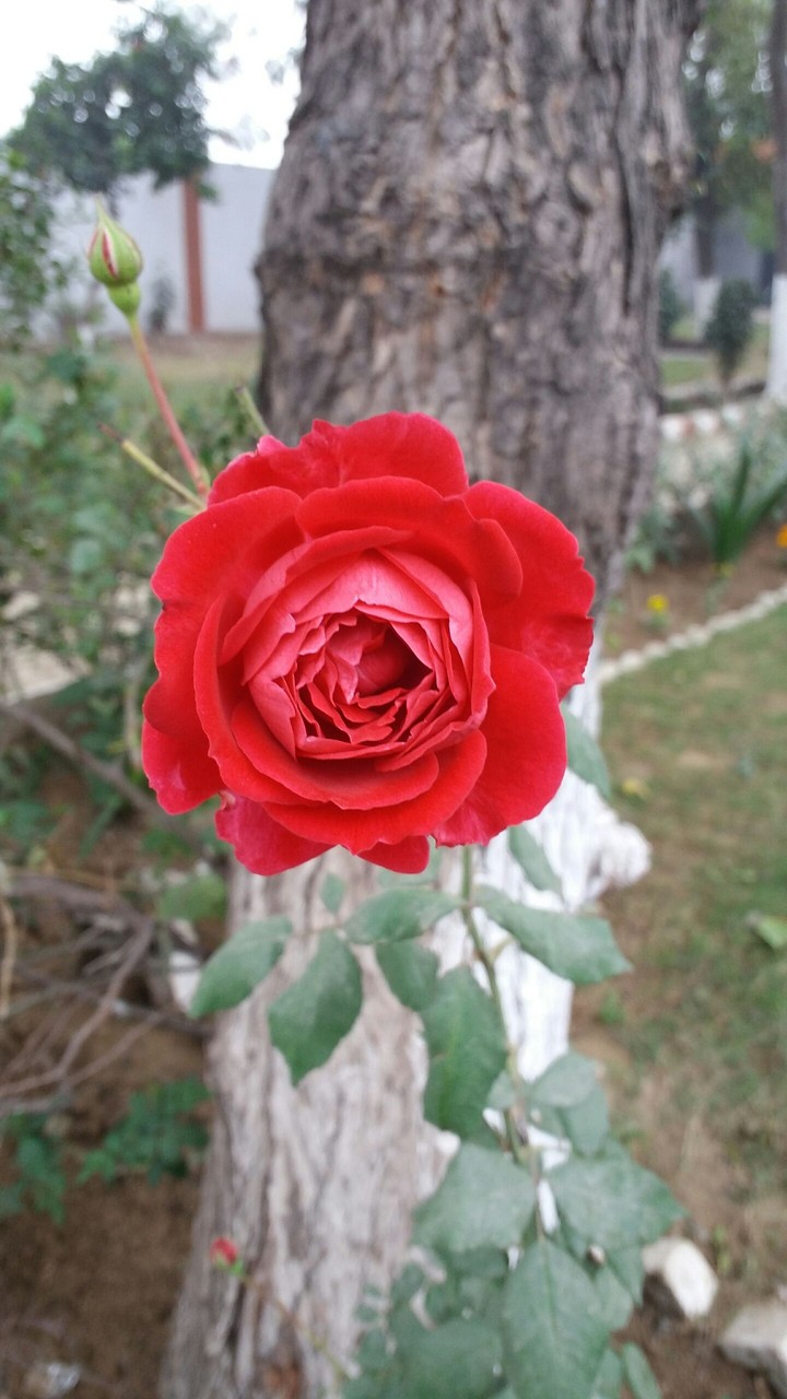 Red rose