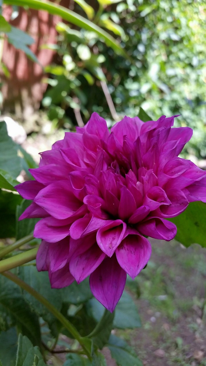 Dalia