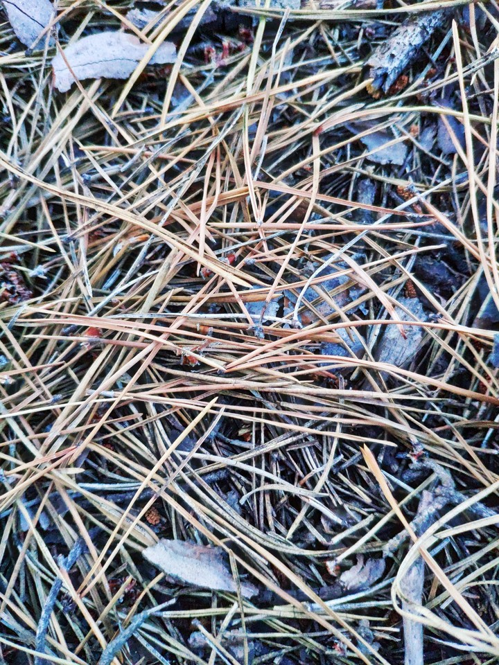 tree needles