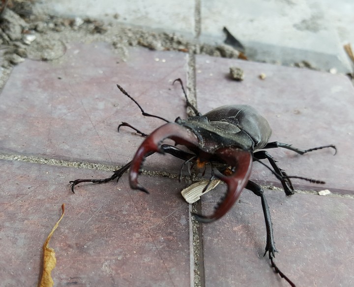 bug
