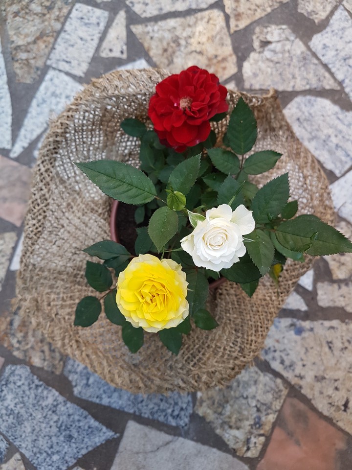 flores