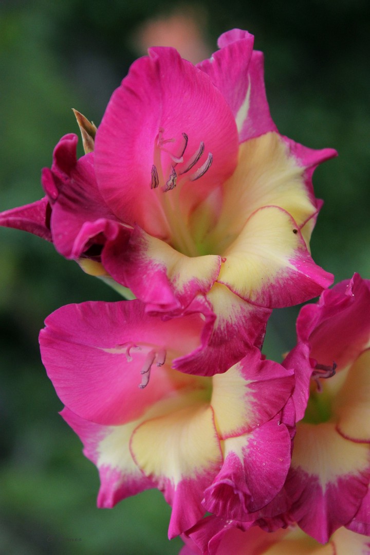O.V. ❇️❤️❇️ from my garden
