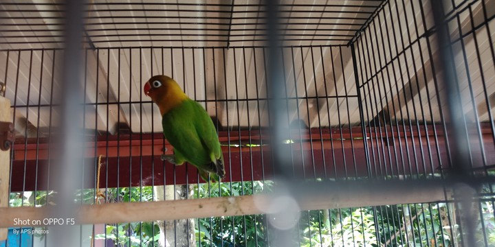 african love birds