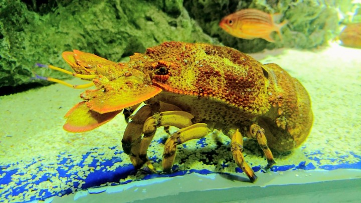 Scyllarides squammosus