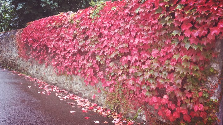 mur de feuilles