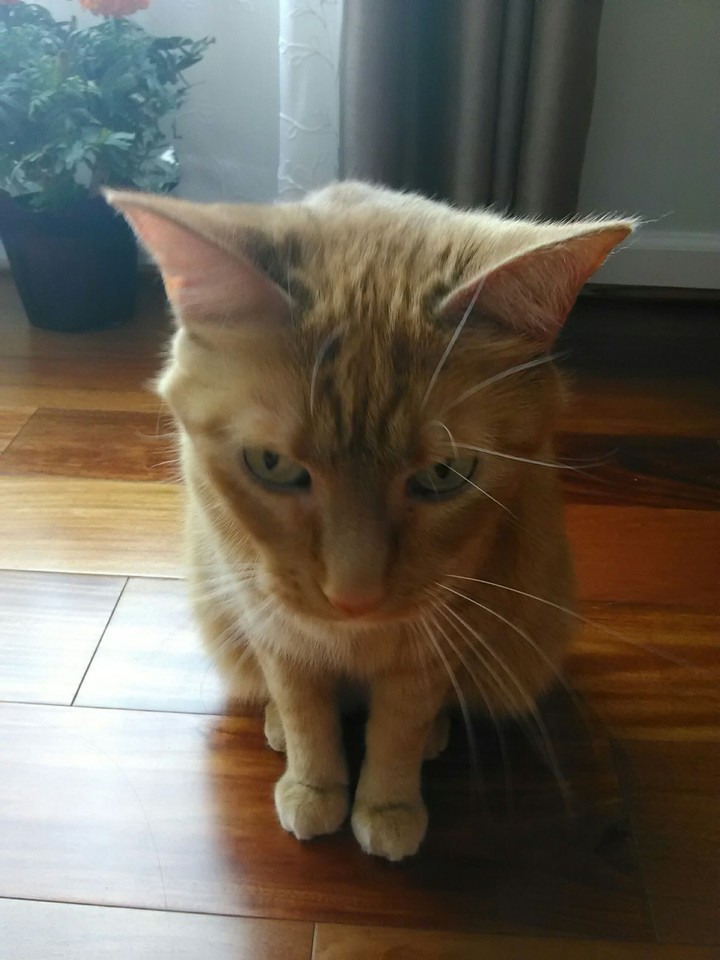 Ginger Cat