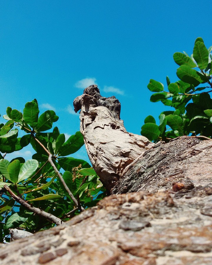 Tree at the beach