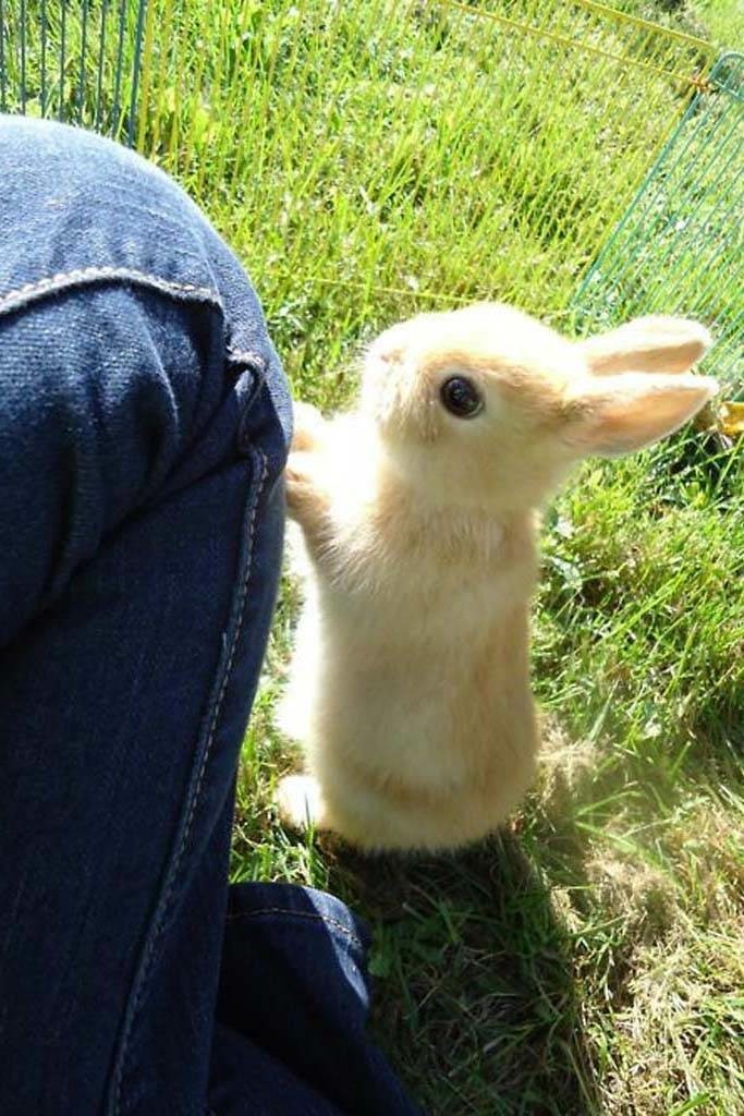 Bunny 