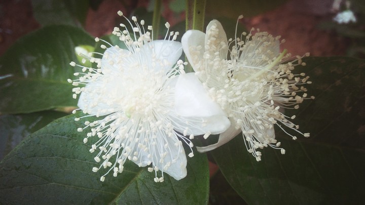 Guava flower