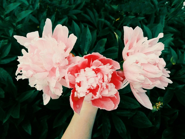 peonies