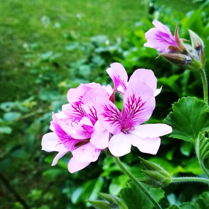 Farbenfroh