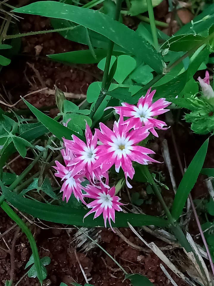 Small Yet Beautiful