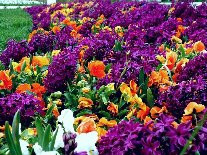 FLOWERS