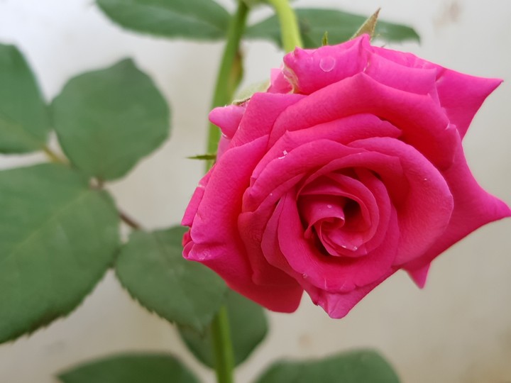 Rose
