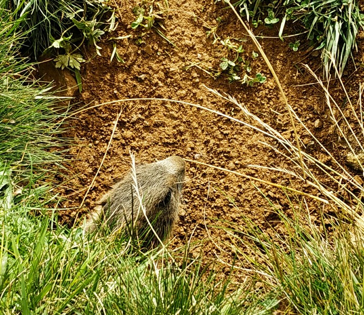 marmotta