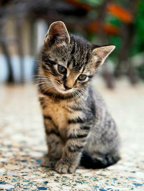 cat kedi