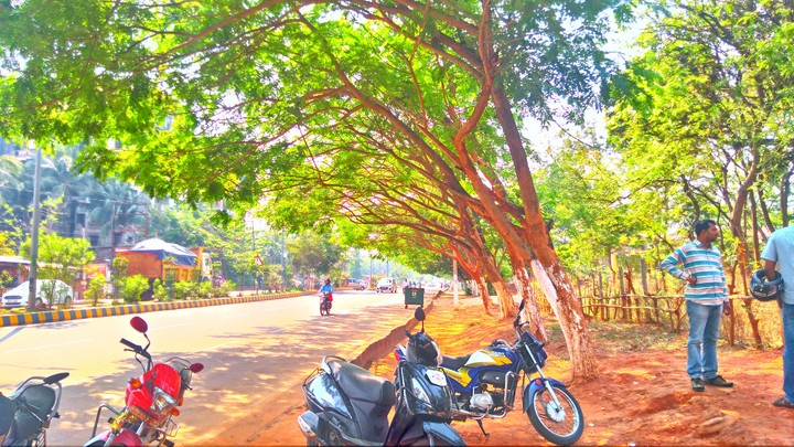 Summer nature