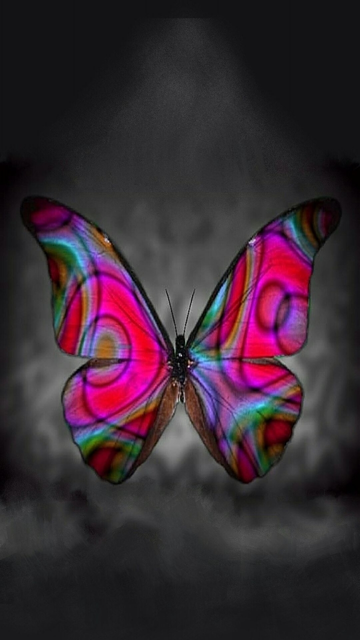 Butterfly