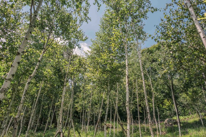 Summertime forest