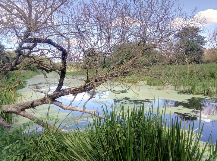 Nevėžis river