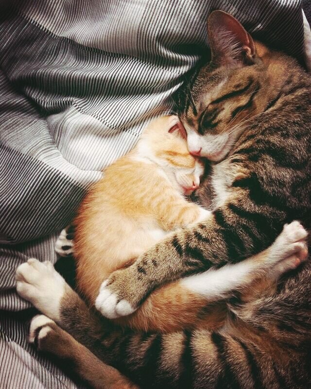 мур мур..❤