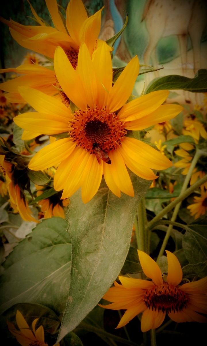 sunflower