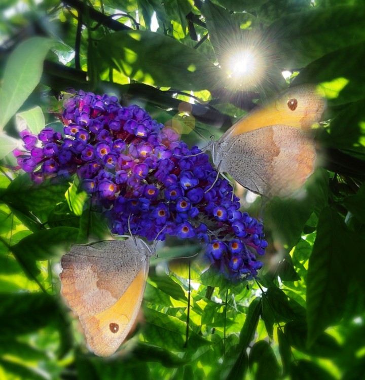 lovely butterflies in the summer garden.