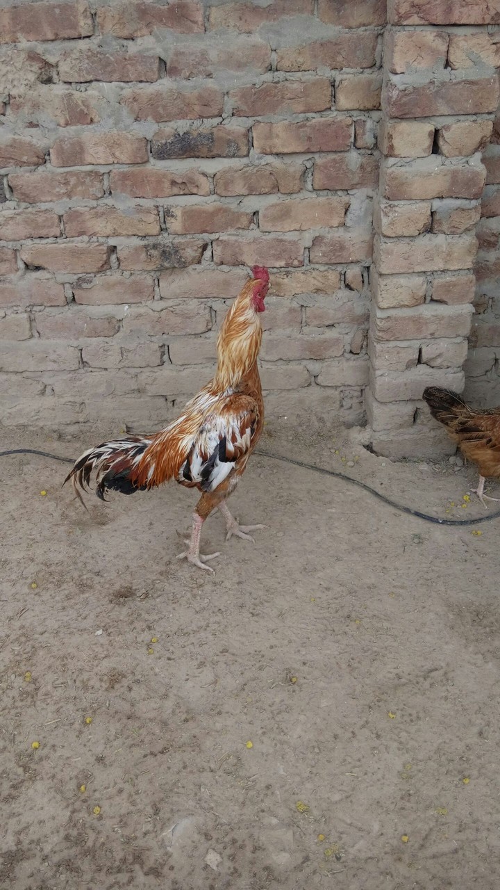 cock