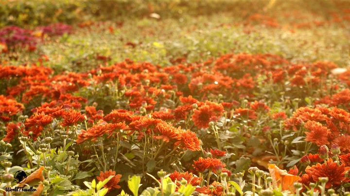 flowers