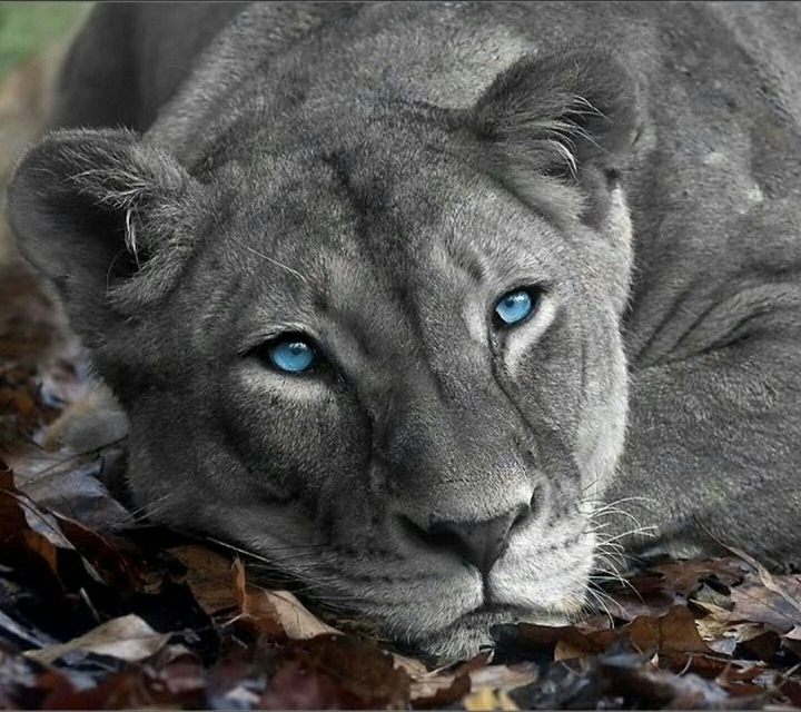 lion