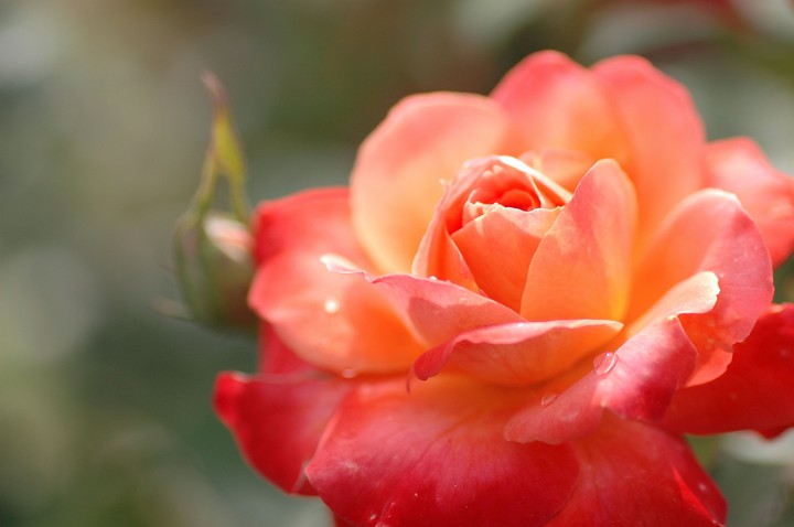 Rose Red