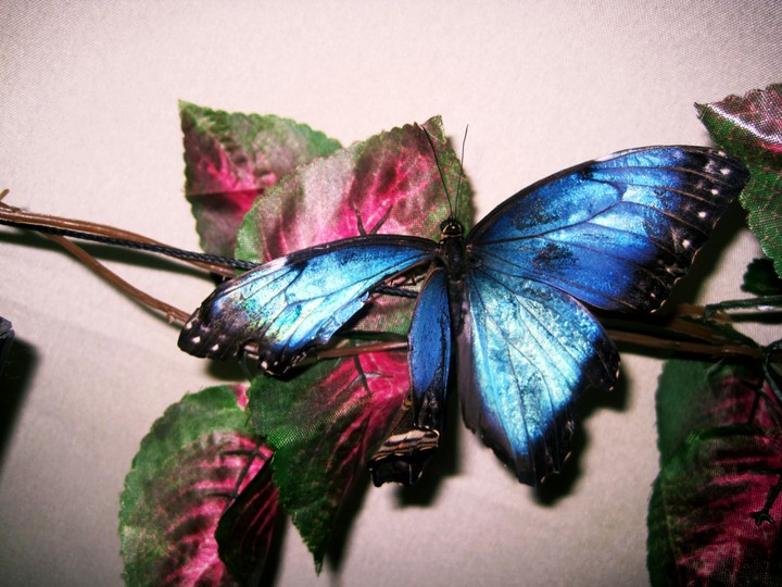 Butterfly/Бабочка
