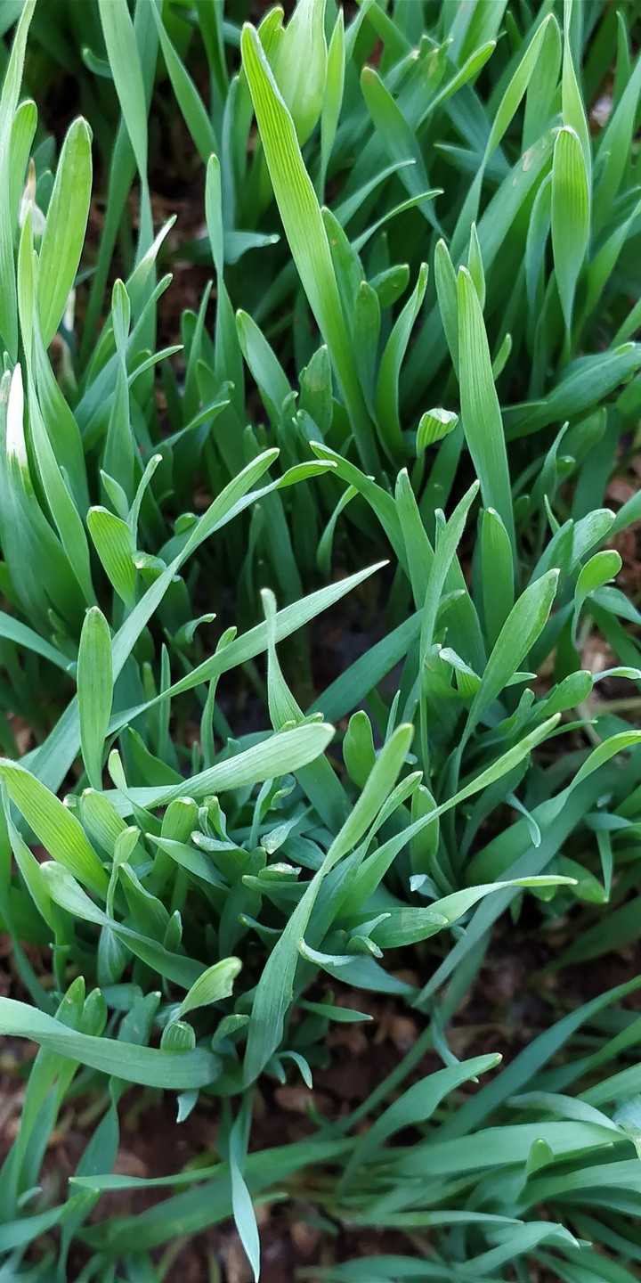 Green growth