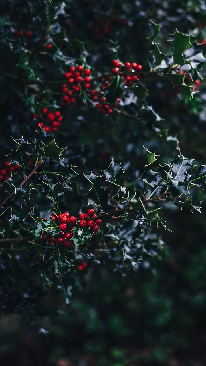WINTER FLOWERING