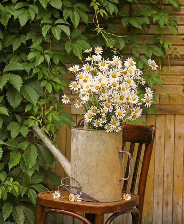 Daisies
