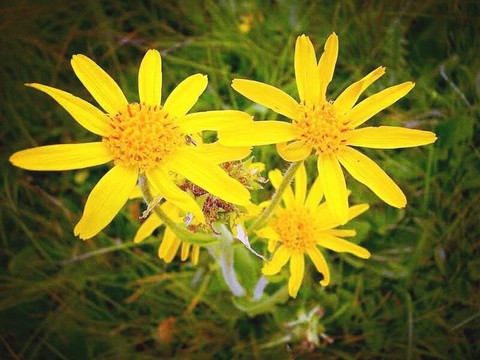 fiori gialli arnica
