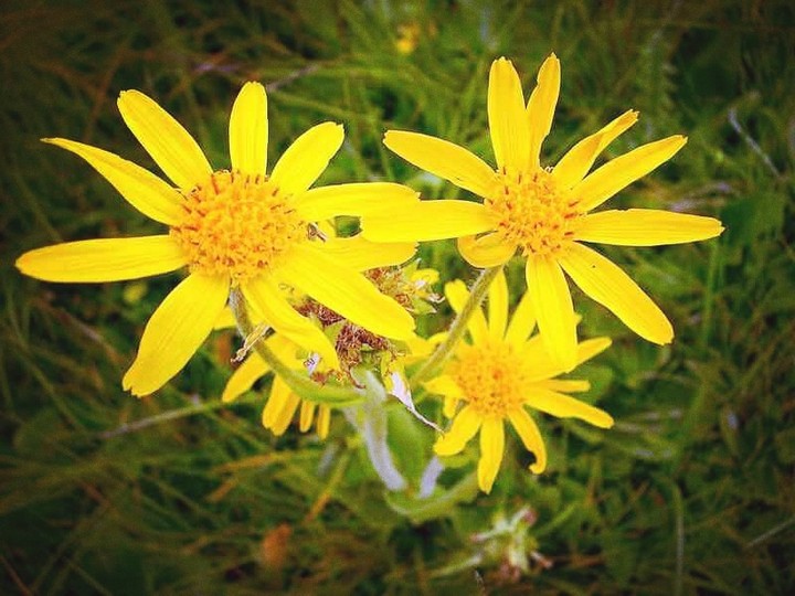 fiori gialli arnica