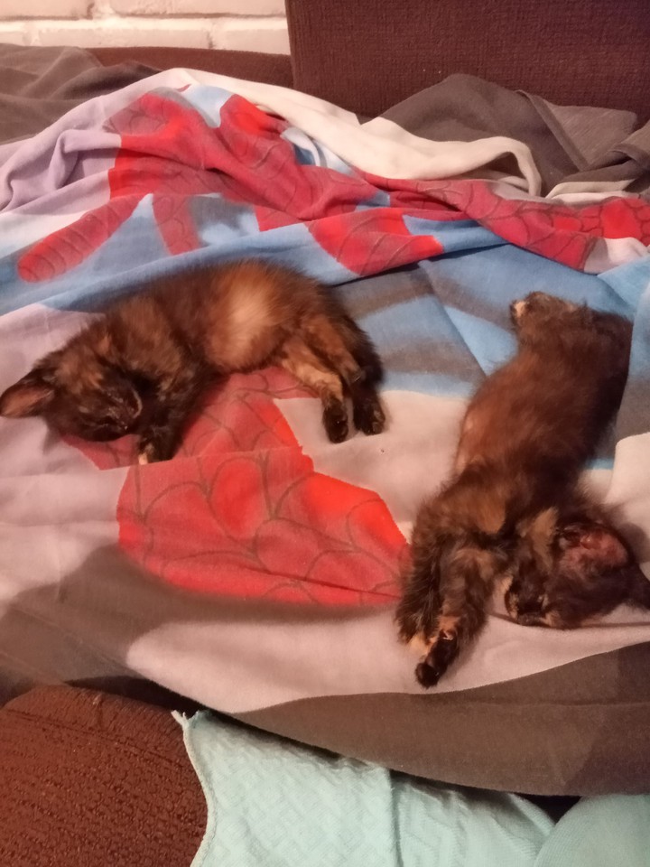 Cats