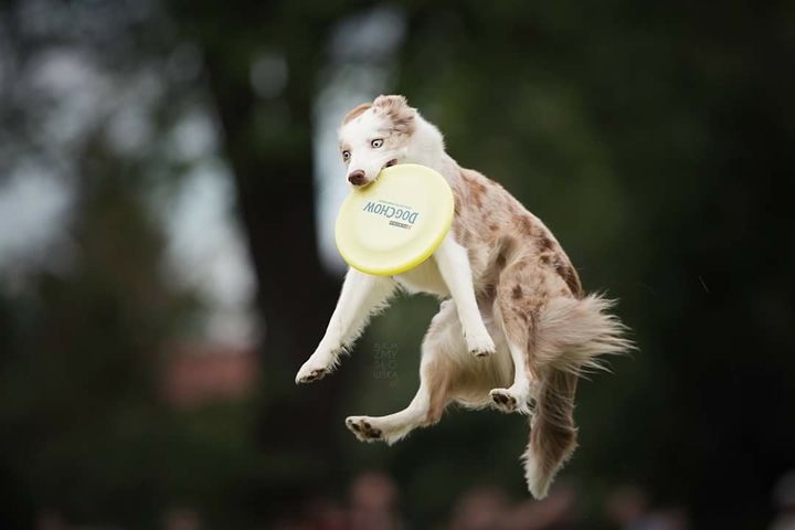 The Border Collie Because There Is No Better Dog