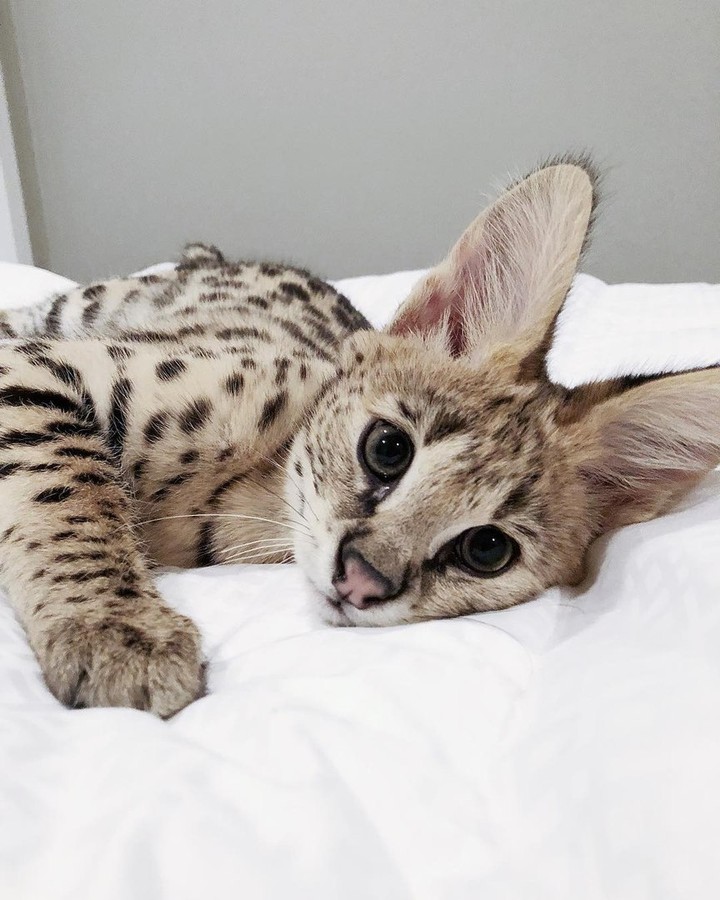 Кот с красивыми глазами.