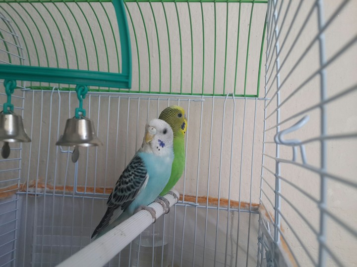 Lovebirds