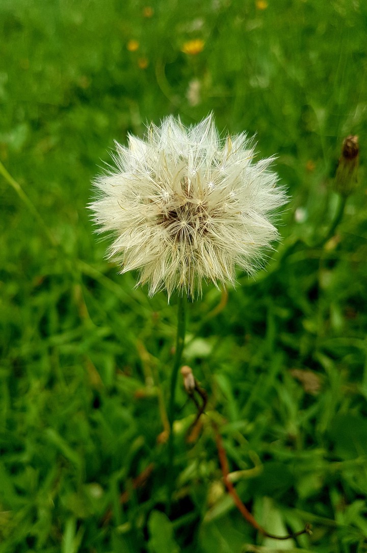 Spring