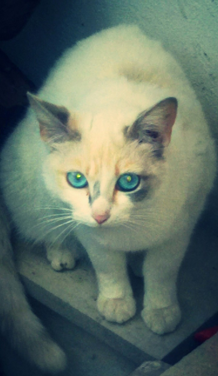 blu Eyes
