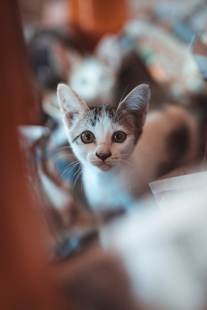 cat