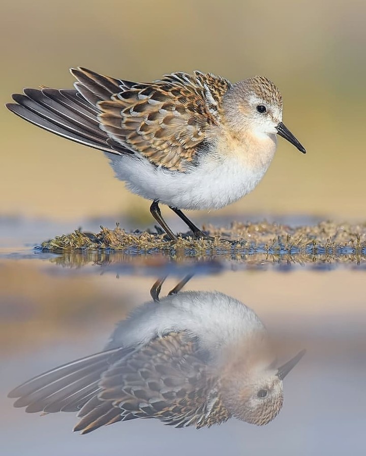 beautiful bird