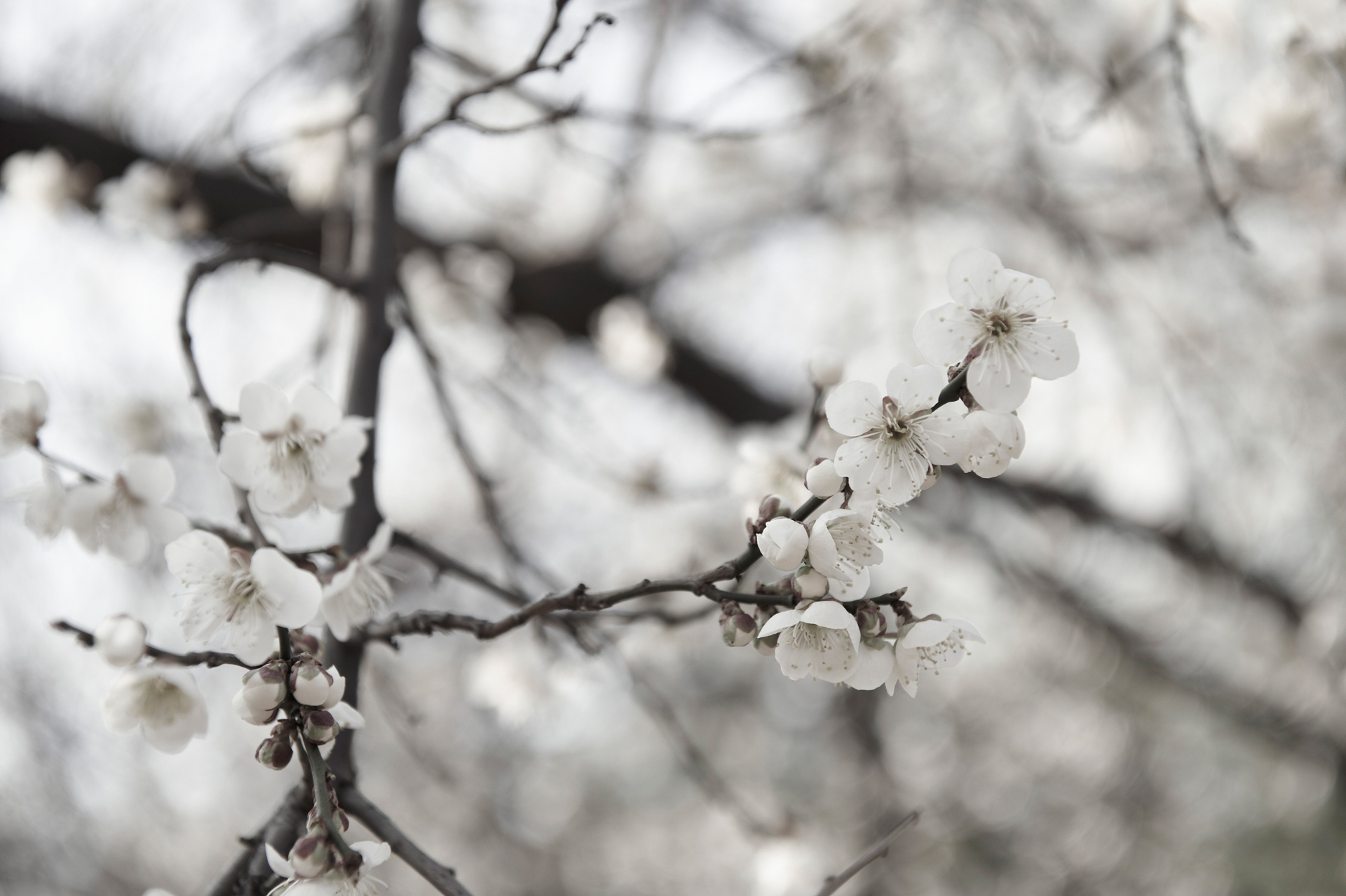White Flowers