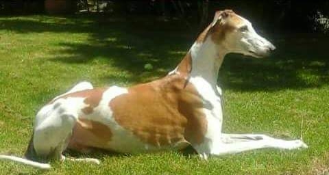 le lévrier Anglais  le Greyhound.