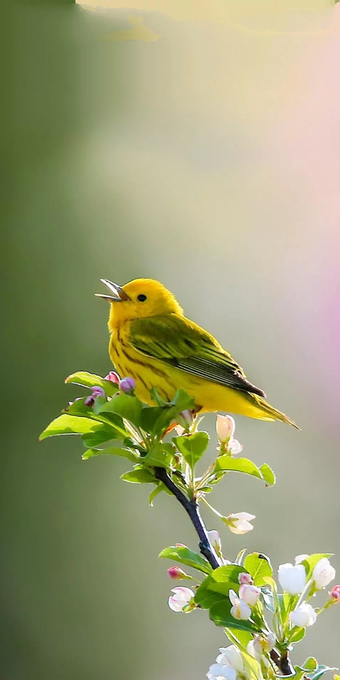 bird
