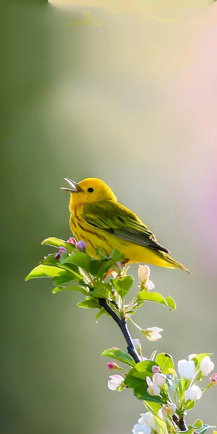 bird
