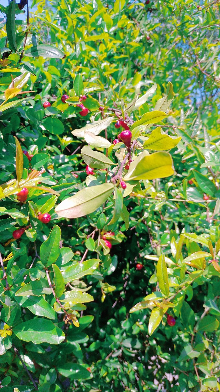 pomegranate flowers